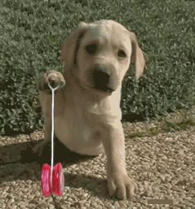 GIF  BLINKIES  IMAGES CHIENS 