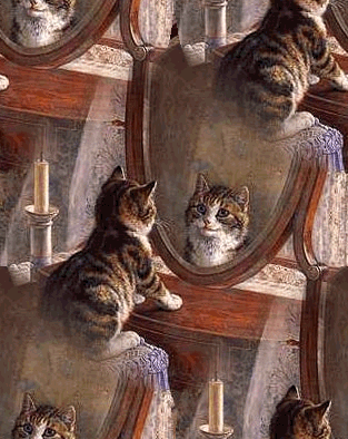 Résultat de recherche d'images pour "images bonne soirée chats drôles"